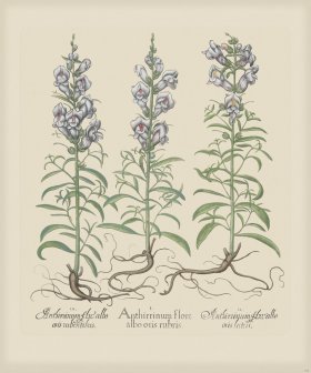 Besler 159 Colored B2