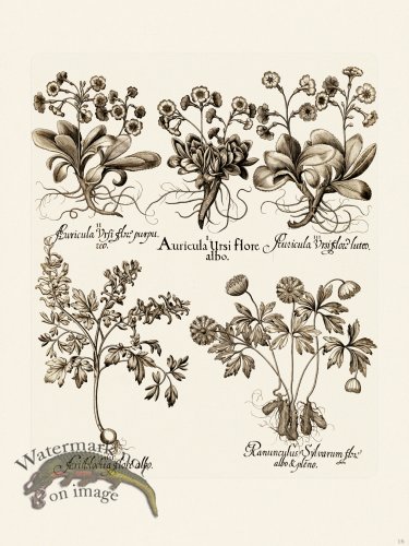 (image for) Besler 016 B1