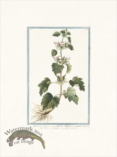 (image for) Bonelli 246 Spiny Molucca