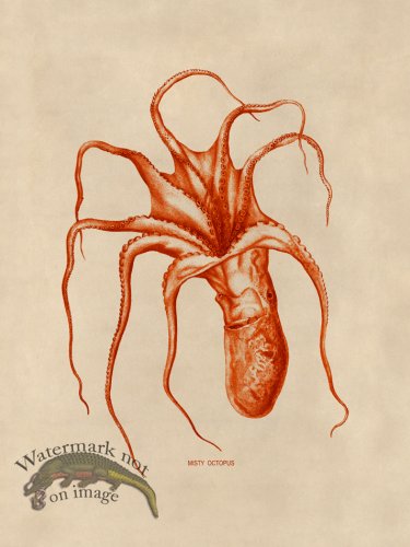 (image for) Octopus Orange 46