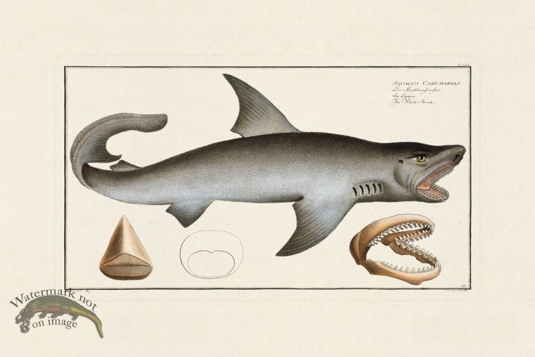 (image for) BLOCH FISH 119