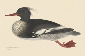 Rudbeck CFA 228 Merganser