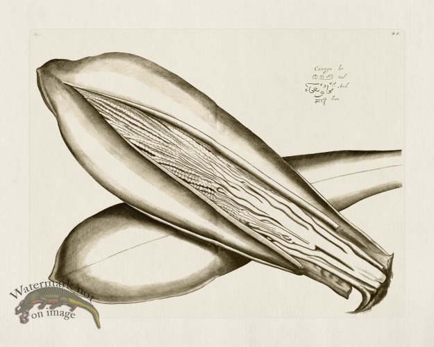 (image for) HORTUS VOL 01 06