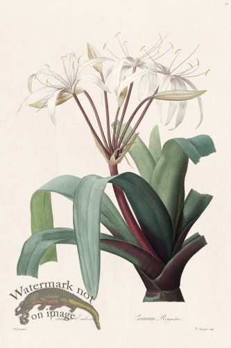 (image for) Les Liliacees Redoute 027