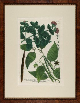 Weinmann Burl with Gold DM 09