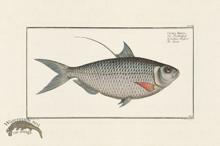 (image for) BLOCH FISH 404