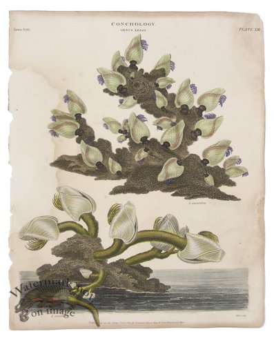 (image for) Conchology 03