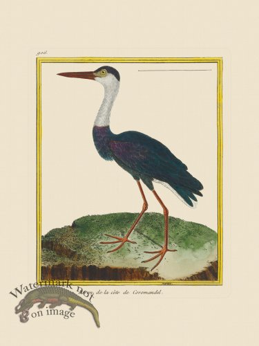 (image for) Martinet Bird 906