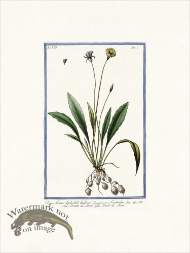 (image for) Bonelli V8 001