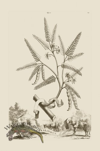 (image for) Abraham Munting 021