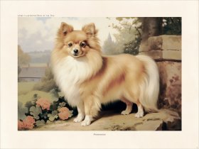 CFA Dog Pomeranian 01