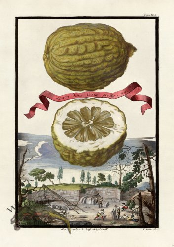 (image for) Volckamer 026