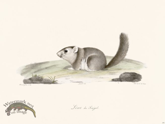 (image for) Cuvier 294 Lerot Of Senegal