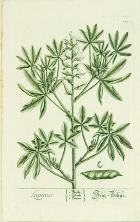 Blackwell German 085