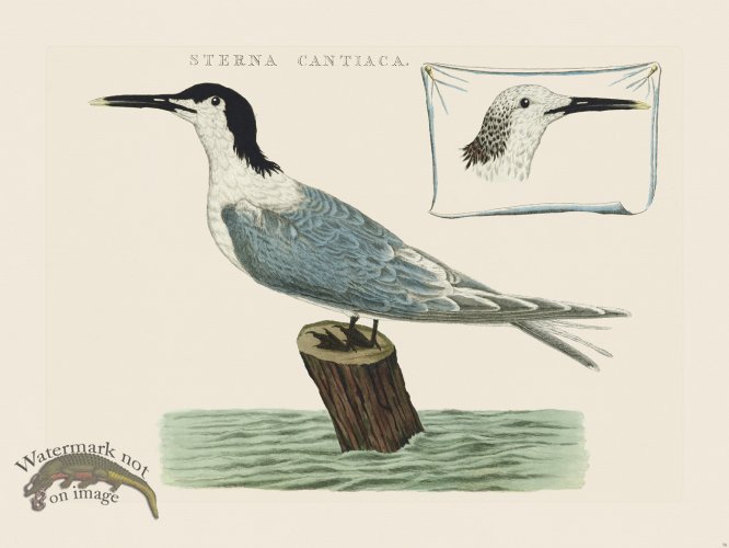 (image for) Nozeman Bird 070