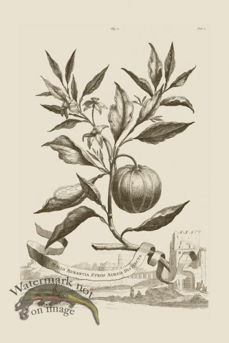 (image for) Abraham Munting 001