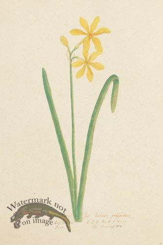 (image for) Blomboken 044