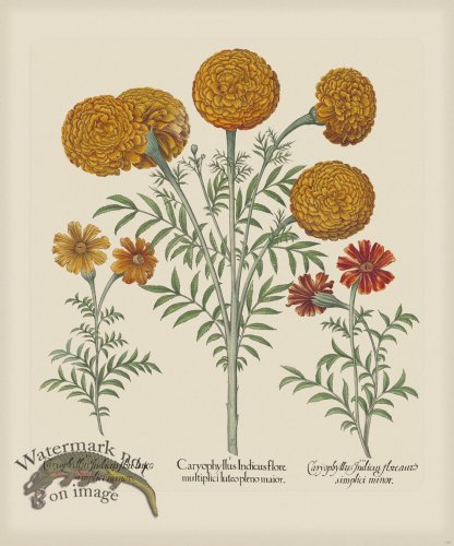 (image for) Besler 305 Colored B2