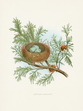 Thomas Gentry Bird 46