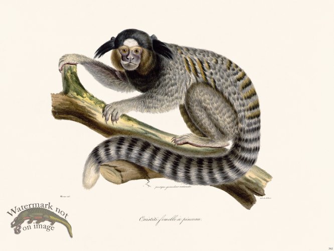 Cuvier 362 Female Marmoset