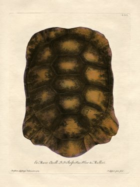 (image for) Trew Turtle Shell 19