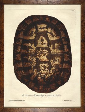 Turtle Shell Burl 08