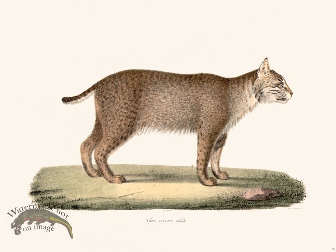 (image for) Cuvier 109 Adult Cervical Cat