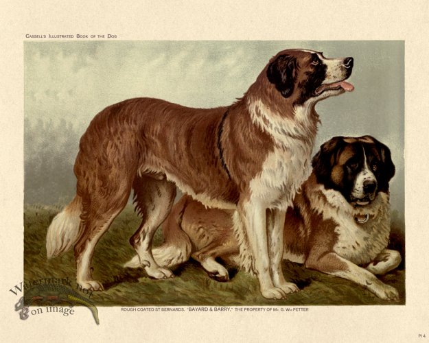 (image for) Cassell Dog 04