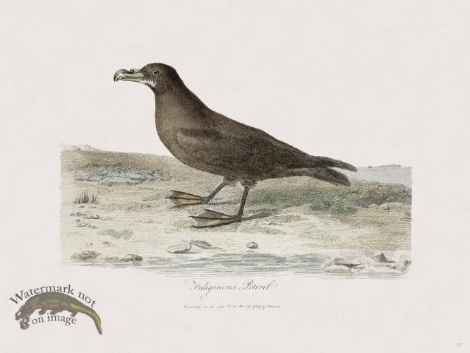 (image for) 37 New Holland Caffowary