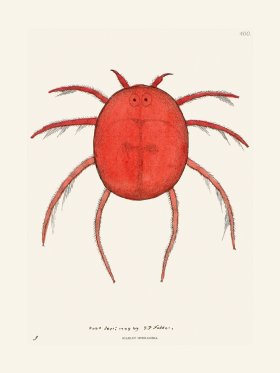 400 Scarlet Hydrachna