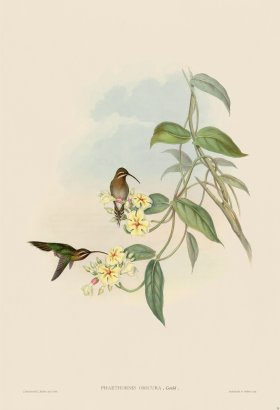 Gould Hummingbird 038