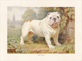 CFA Dog English Bulldog 03