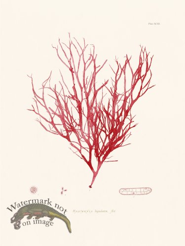 (image for) Bradbury Seaweed 093