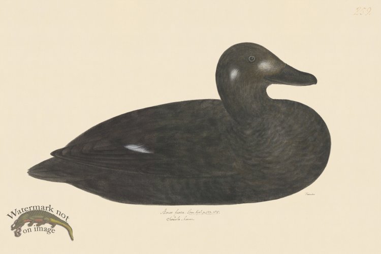 (image for) Rudbeck CFA 259 White winged Scoter