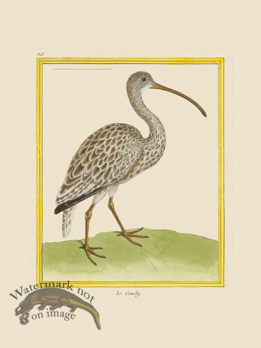 (image for) Martinet Bird 818