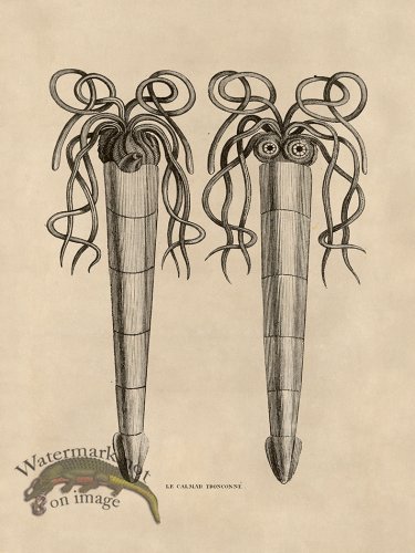 (image for) Octopus Tan 38