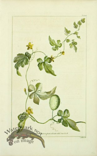 (image for) Philip Miller 043