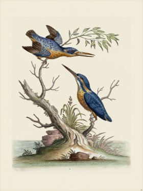 Edwards 011 Little Indian Kingfishers