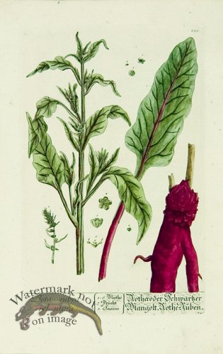 (image for) Blackwell German 001