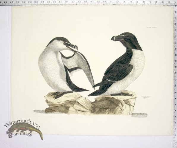 (image for) Razor Bill - Summer & Winter Plumage