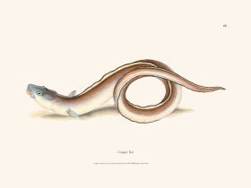 066 Conger Eel