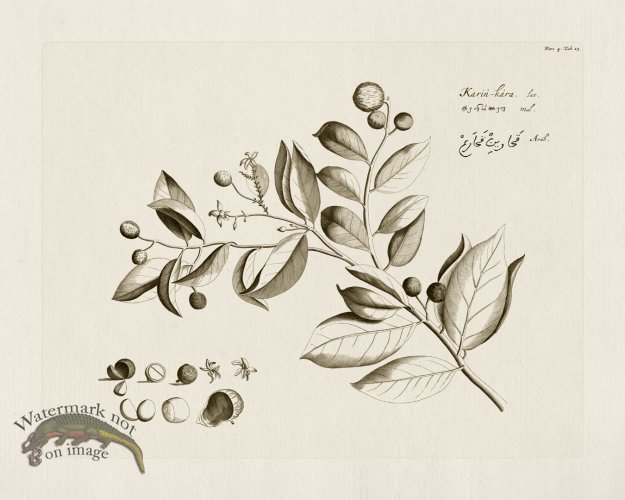 (image for) HORTUS VOL 04 23