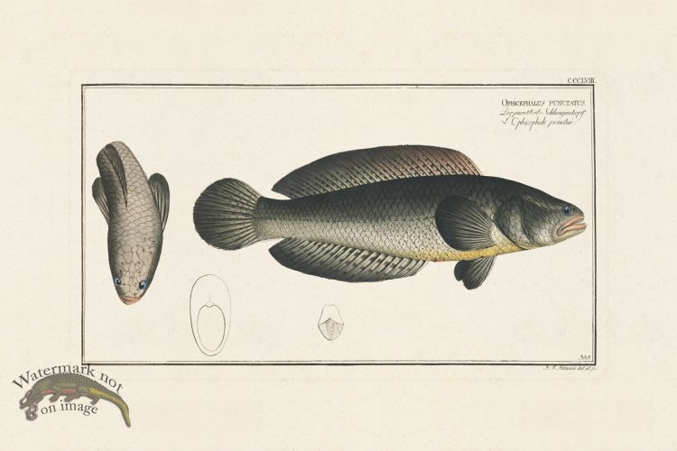 (image for) BLOCH FISH 357