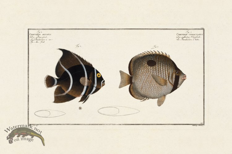 (image for) BLOCH FISH 201