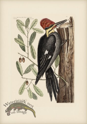 (image for) 017 Large Red Crested Woodpecker