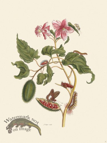 (image for) Merian Metamorphosis 44