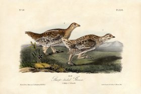 Sharp-tailed Grouse
