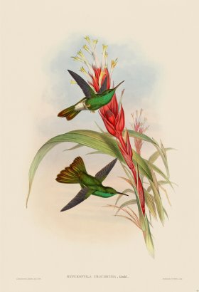 Gould Hummingbird 090