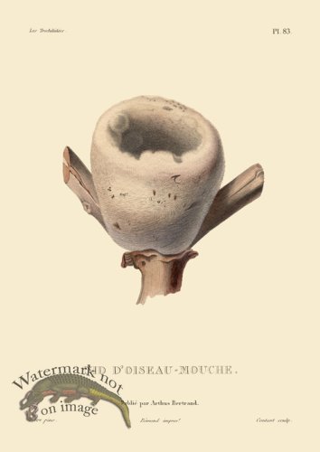 (image for) Hummingbird 83