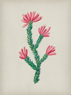 Andean Botanicals 034